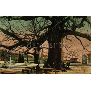 1909 Trsteno, Cannosa (Dubrovnik, Ragusa); Gorostasni makljeni / Riesenplatanen / Giant plane tree / Óriás platánfa (fl...