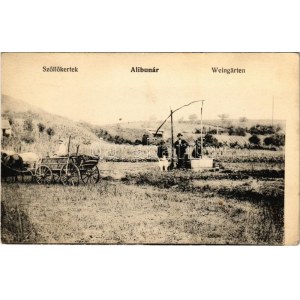 1910 Alibunár, Alibunar; Szőlőskertek, gémeskút / Weingärten / vineyards, well, shadoof (EK)