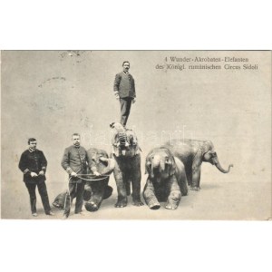 1908 4 Wunder-Akrobaten-Elefanten des Königl. rumänischen Circus Sidoli / Romanian circus elephants...