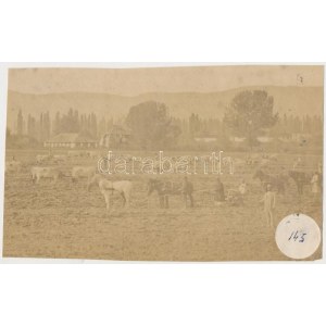cca 1890 Alcsil (Románia) a magtár, a borpince, a régi Csill és a szántó-vető emberek fényképe...