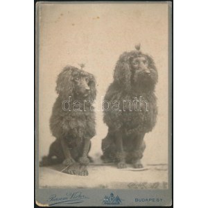cca 1900-1910 Momó és Molli kutyák, Rasem Victor (1871-1933) budapesti fényképész műtermében készült...
