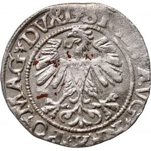 Zygmunt II August, półgrosz 1560, Wilno, rozety w legendzie