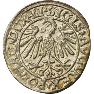 Sigismund II Augustus, halber Pfennig Vilnius 1547 - LI/LITVA