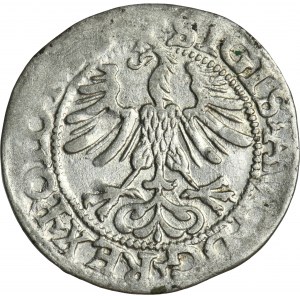 Sigismund II. Augustus, halber Pfennig Vilnius 1565