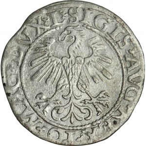 Zikmund II August, půlgroš Vilnius 1560 - L/LITV