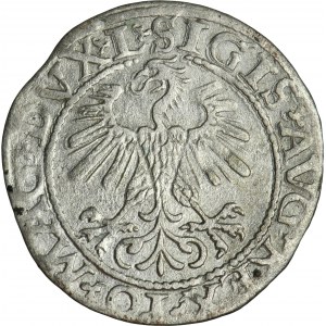 Sigismund II Augustus, halber Pfennig Vilnius 1560 - L/LITV