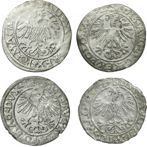 Satz, Sigismund II Augustus, Wilnaer Halbpfennig (4 Stück)