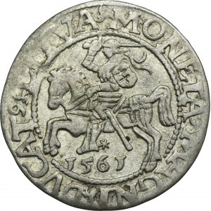 Sigismund II Augustus, halber Pfennig Vilnius 1561 - L/LITVA