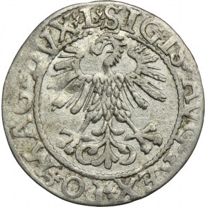 Sigismund II Augustus, halber Pfennig Vilnius 1561 - L/LITVA