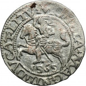 Sigismund II Augustus, halber Pfennig Vilnius 1565 - L/LITV