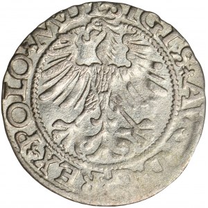 Žigmund II August, polgroš Vilnius 1565 - L/LITV