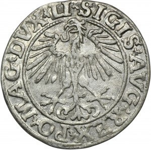 Sigismund II Augustus, halber Pfennig Vilnius 1551 - LI/LITVA