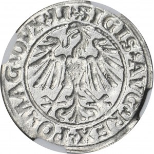 Sigismund II Augustus, halber Pfennig Vilnius 1547 - LI/LITVA - NGC MS62