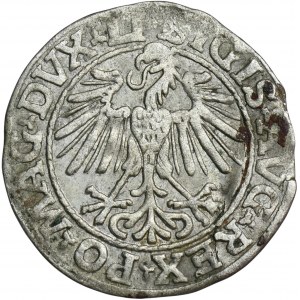 Sigismund II Augustus, halber Pfennig Vilnius 1548 - LI/LITVA