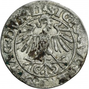 Sigismund II Augustus, halber Pfennig Vilnius 1550 - LI/LITVA