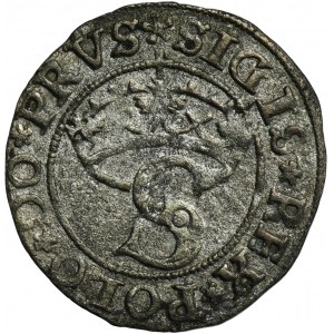Žigmund I. Starý, Szeląg Toruń 1531