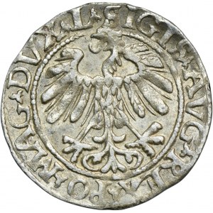 Zikmund II August, půlgroš Vilnius 1558 - L/LITV