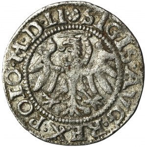 Sigismund II August, Schilling Danzig 1552 - RARE