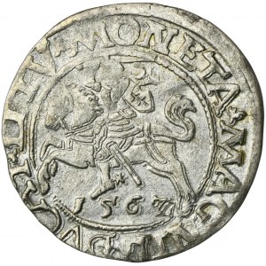 Sigismund II Augustus, halber Pfennig Vilnius 1562 - L/LITV