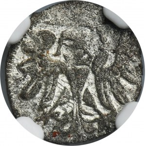 Zikmund II Augustus, gdaňský denár 1557 - NGC MS64