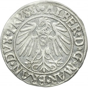 Kniežacie Prusko, Albrecht Hohenzollern, Grosz Königsberg 1542 - PRVSS
