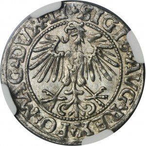 Zikmund II Augustus, půlpenny Vilnius 1549 - NGC MS64 - LI/LITVA