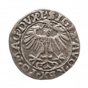 Polska, Zygmunt II August (1545-1572), półgrosz 1557, Wilno.