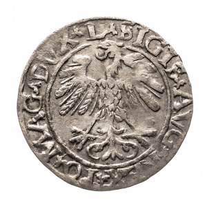 Polska, Zygmunt II August 1545, (1548-1572), półgrosz 1559, Wilno