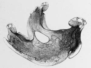 Zdzisław Beksiński, Kreatura - rysunek modyfikowany komputerowo (2000-2004r.)