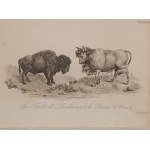 1835. CHODŹKO Leonard, Environs de Krakowie –Vue de Pieskowa Skala. La Foret de Bialowiez - Le Bison, L'Urus.