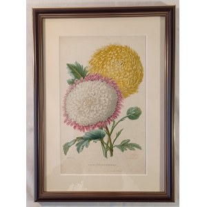 1847. CHRYSANTHEMES. 1. Silene. 2. Etoile Polaire. Portefeuille des horticulteurs: journal pratique des jardins ou revue complète de tout ce que la science horticole présente de neuf et d'intéressant tant en France qu'à l'étranger (….).