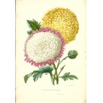 1847. CHRYSANTHEMES. 1. Silene. 2. Etoile Polaire. Portefeuille des horticulteurs: journal pratique des jardins ou revue complète de tout ce que la science horticole présente de neuf et d'intéressant tant en France qu'à l'étranger (….).