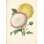 1847. CHRYSANTHEMES. 1. Silene. 2. Etoile Polaire. Portefeuille des horticulteurs: journal pratique des jardins ou revue complète de tout ce que la science horticole présente de neuf et d'intéressant tant en France qu'à l'étranger (….).