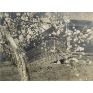 Jan BUŁHAK (1876-1950), Kwitnący sad