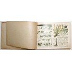 Schleyer E., ROŚLINY EUROPEJSKIE, 1911 [72 barwne tablice ilustracji roślin]