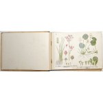 Schleyer E., ROŚLINY EUROPEJSKIE, 1911 [72 barwne tablice ilustracji roślin]