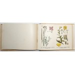 Schleyer E., ROŚLINY EUROPEJSKIE, 1911 [72 barwne tablice ilustracji roślin]