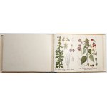Schleyer E., ROŚLINY EUROPEJSKIE, 1911 [72 barwne tablice ilustracji roślin]