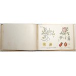 Schleyer E., ROŚLINY EUROPEJSKIE, 1911 [72 barwne tablice ilustracji roślin]