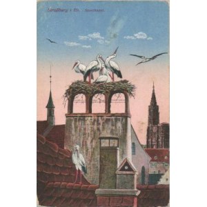 Pocztówki Bociany Strassburg i. Els. Storchnest