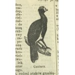 S. Orgelbranda Encyklopedja Powszechna t. 1-16 [bez suplementu][Herby polskie!]