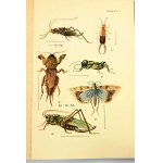 Koehler Witold, Schnaider Zbigniew, Atlas owadów leśnych