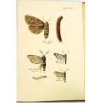 Koehler Witold, Schnaider Zbigniew, Atlas owadów leśnych