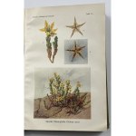 [Botany] Schmeil Otto, Lehrbuch der Botanik. Für höhere Lehranstalten und die Hand des Lehrers, sowie für alle Freunde der Natur