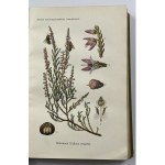 [Botany] Schmeil Otto, Lehrbuch der Botanik. Für höhere Lehranstalten und die Hand des Lehrers, sowie für alle Freunde der Natur