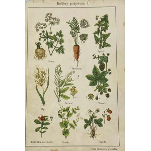 Lithograph Food Plants I