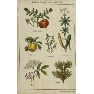 Lithograph Healing, or nourishing plants