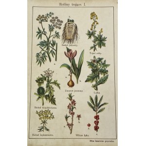 Lithograph Poisonous Plants I