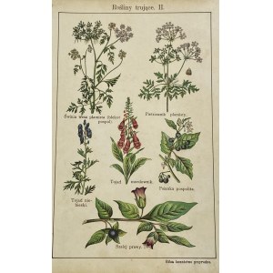 Lithograph Poisonous Plants II.