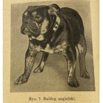 Mann Ignatius, Breeds of dogs: origin, patterns, utility [1939].